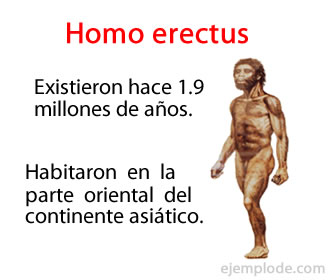 Resultado de imagen de Homo erectus