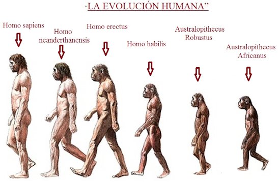 Evolucion humana union humane society missouri