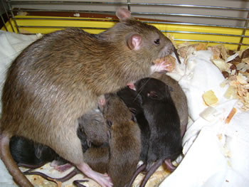 Las ratas son un tipo de plaga