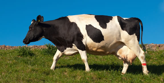 Características de la vaca