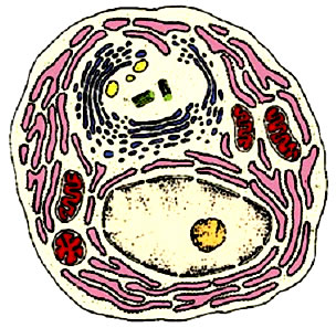 Organelos celulares