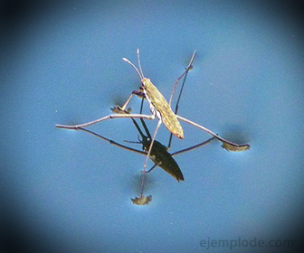 Tensión Superficial: Mosquito sobre el Agua