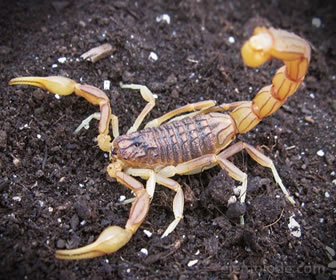 Los escorpiones son arácnidos y cazan insectos para alimentarse.