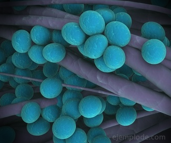 Bacterias Cocos