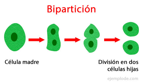 Reproducción asexual por bipartición celular.