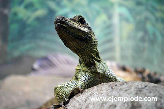 Los reptiles y sus características