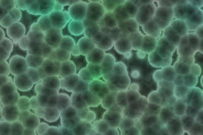 Características de las células procariotas