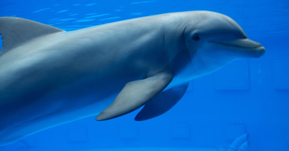 Características de los delfines