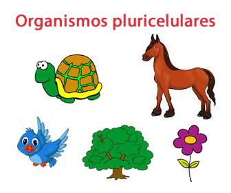 Organismos pluricelulares