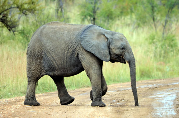 Características del elefante africano