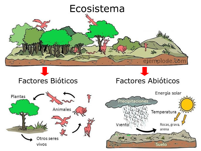 Estructura del ecosistema