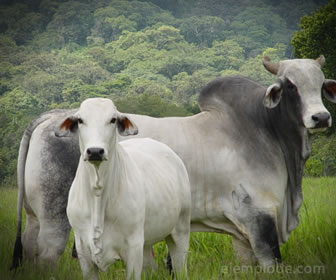 El ganado es uno de los recursos renovables más importantes para el ser humano