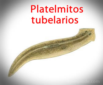 Los platelmitos tubelarios tambien son llamados planarias.