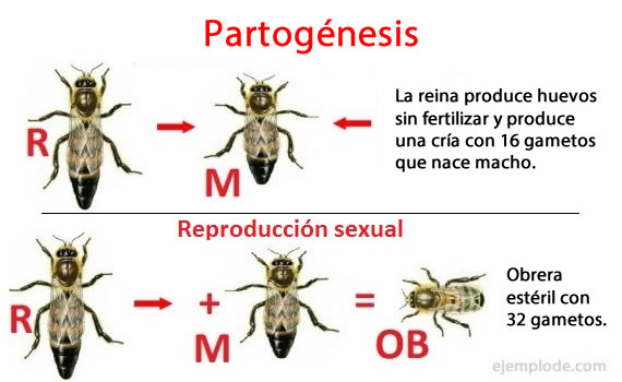 Reproducción asexual de las abejas, partogénesis.
