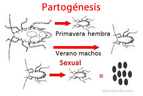 Partogénesis, reproducción asexual, ejemplo.