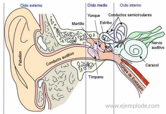 Partes del oído, estructura.