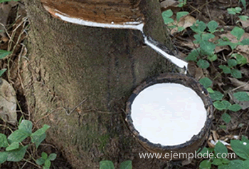 Extracción del látex del árbol