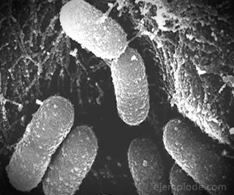 Bacterias, organismos unicelulares