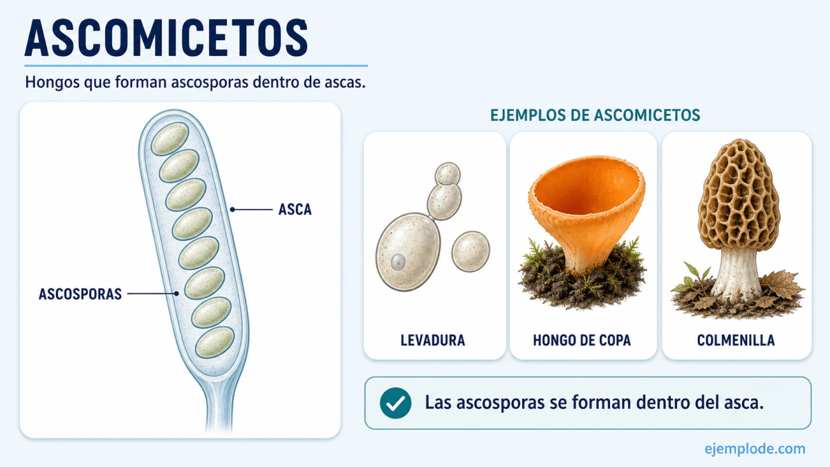 Asca con ocho ascosporas y ejemplos de levadura, hongo de copa y colmenilla