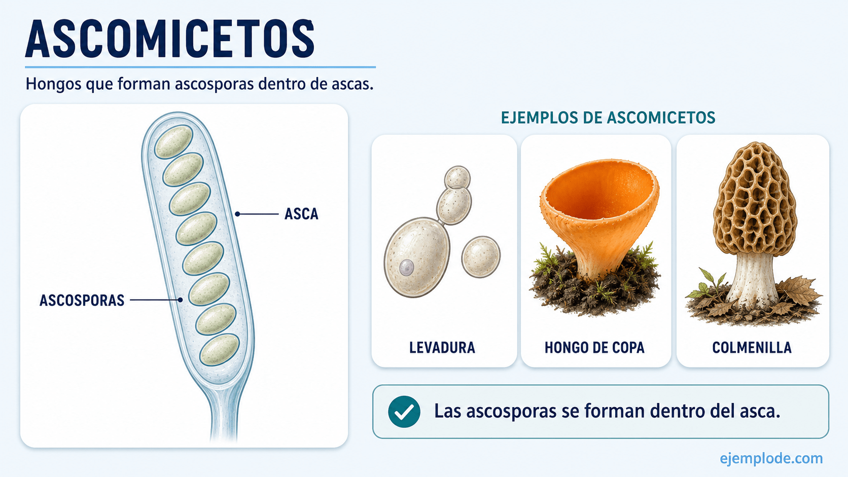 Asca con ocho ascosporas y ejemplos de levadura, hongo de copa y colmenilla