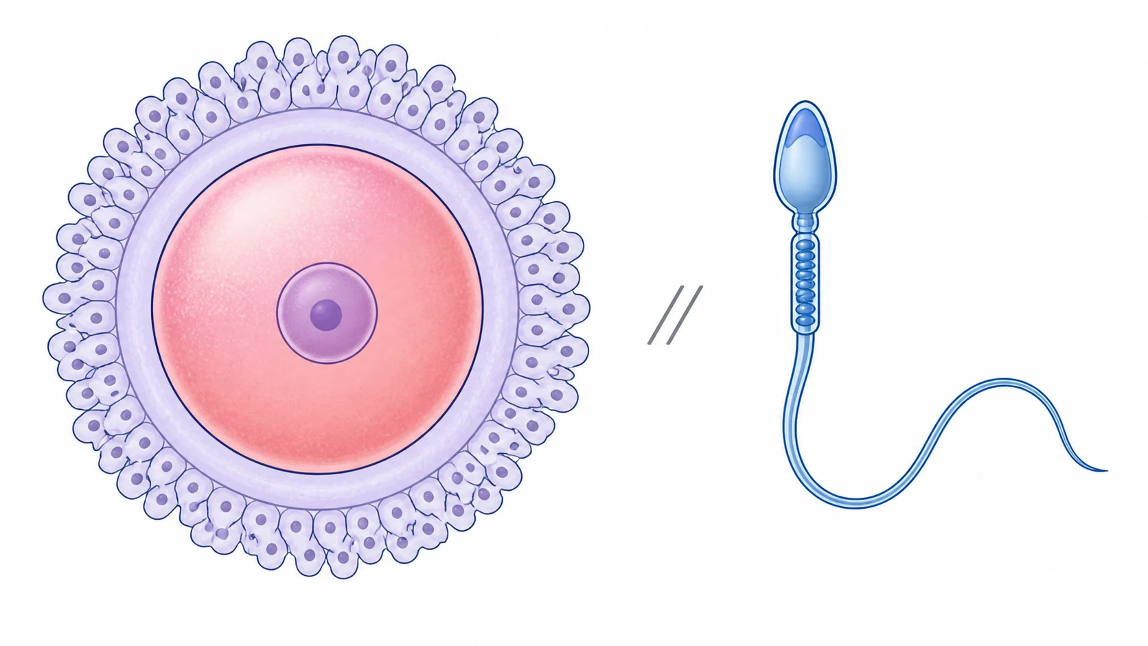Comparación didáctica entre una célula huevo y un espermatozoide