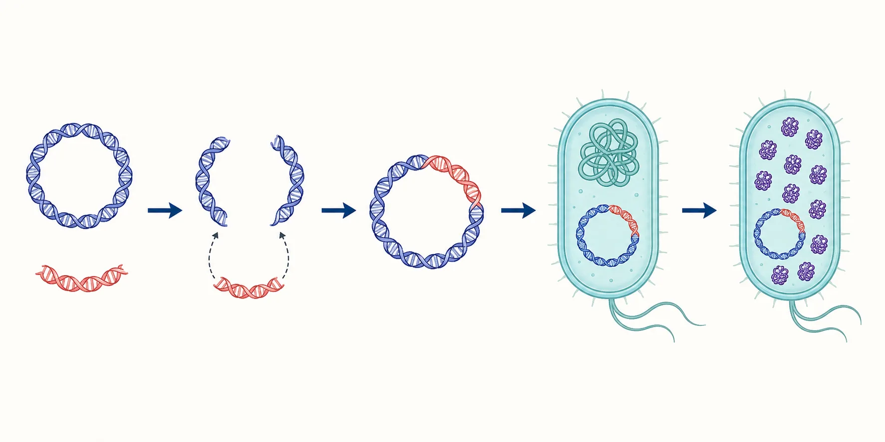 Proceso simplificado para insertar un segmento de ADN en un plásmido y producir una proteína en una bacteria