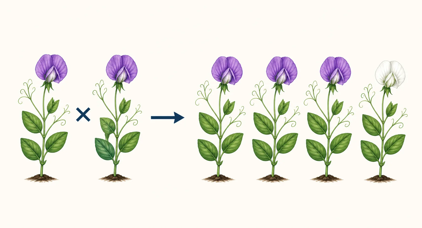 Cruce de dos plantas de chícharo con flores moradas que produce tres descendientes morados y uno blanco