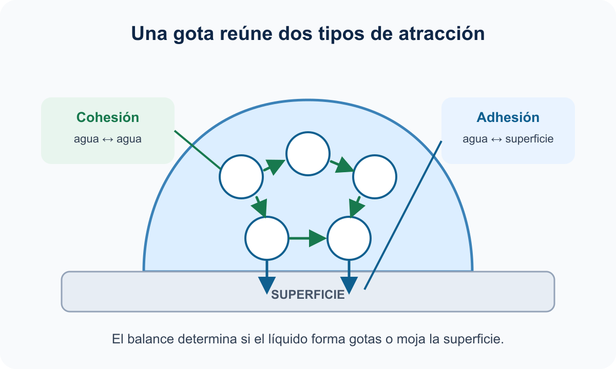Comparación entre cohesión dentro de una gota y adhesión con una superficie.